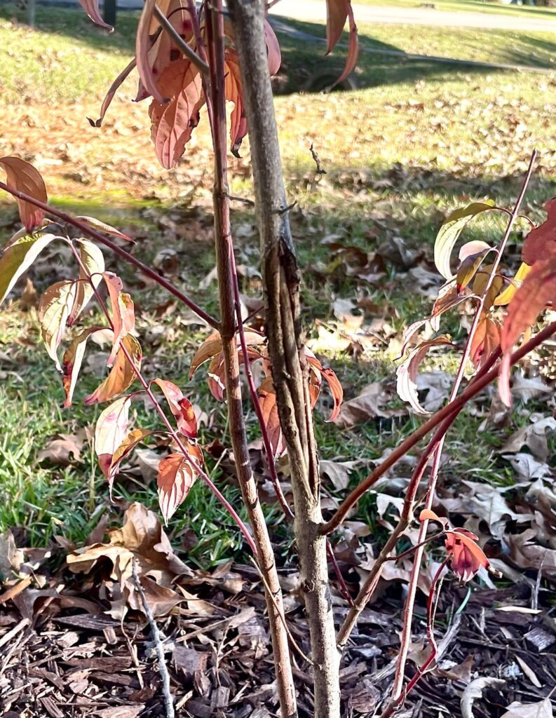 Will this Dogwood be alright?