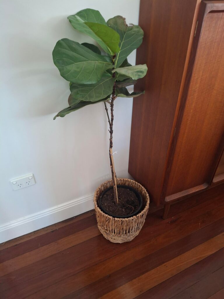 Should I cut and replant?