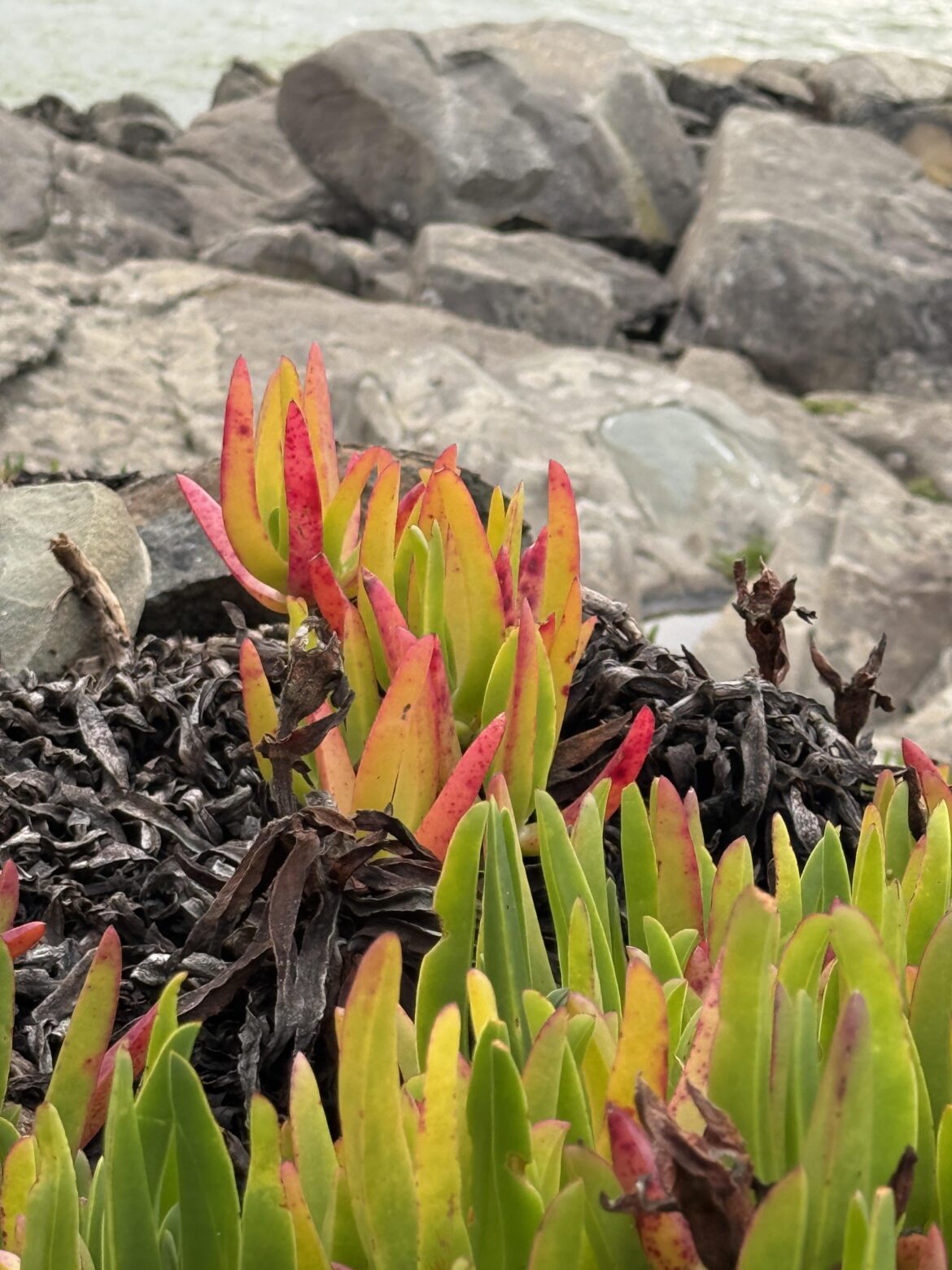 What is the name of this plant? Found in Northern California