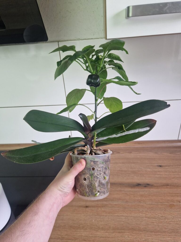 Time to repot I guess