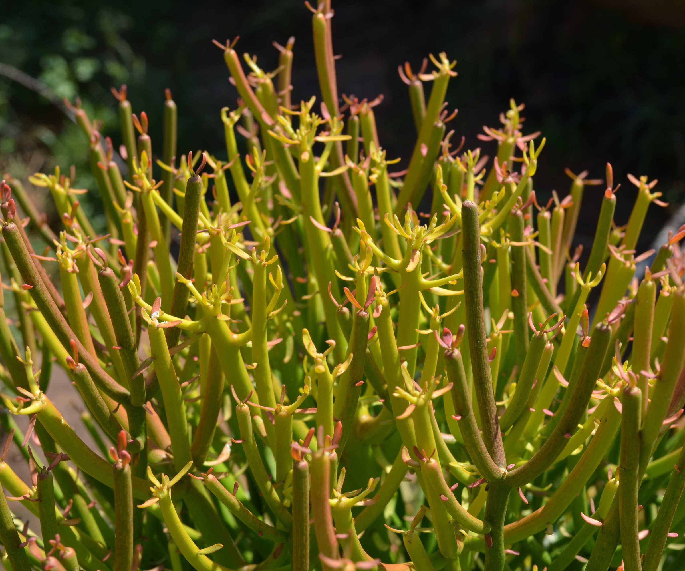 Euphorbia tirucalli turning orange in autumn