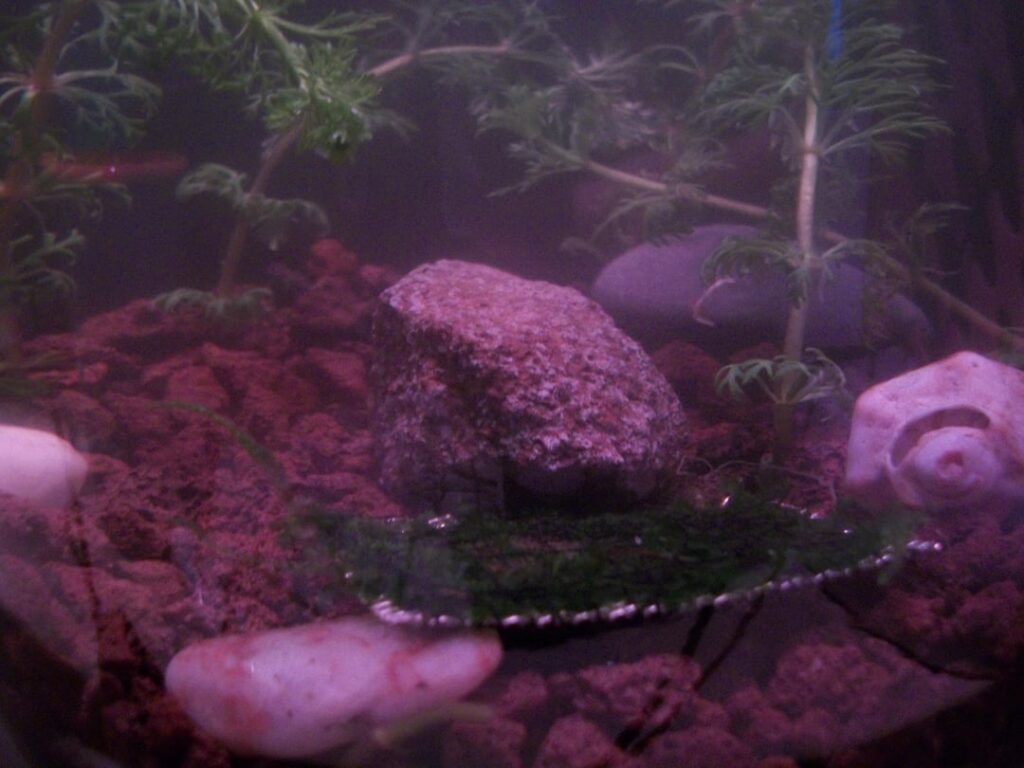 I tried to make a jararium