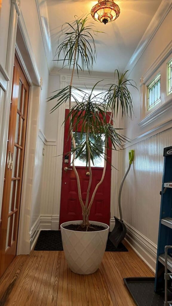 HELP! Dracaena Marginata isn’t doing well. HELP! Dracaena Marginata isn’t doing well.