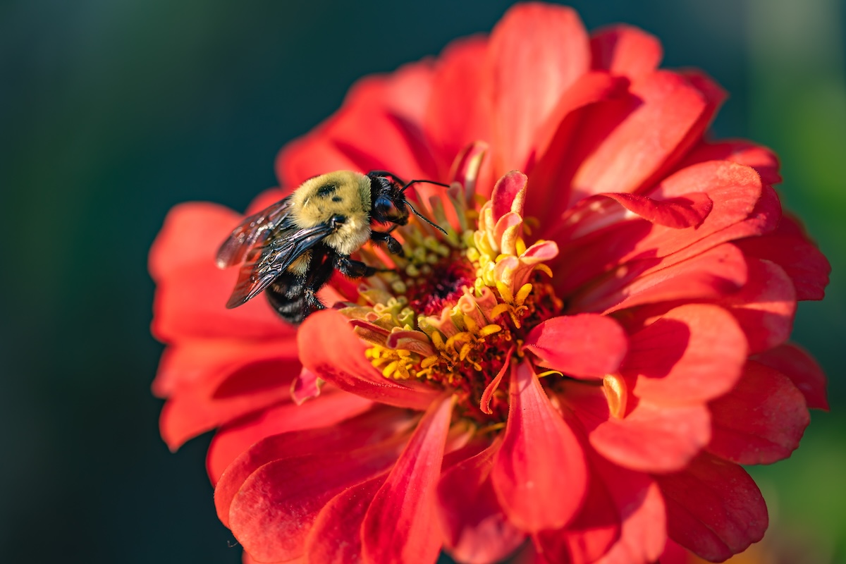 Giant salmon zinnias with vibrant blooms attracting bees, a pollinator-friendly garden plant.