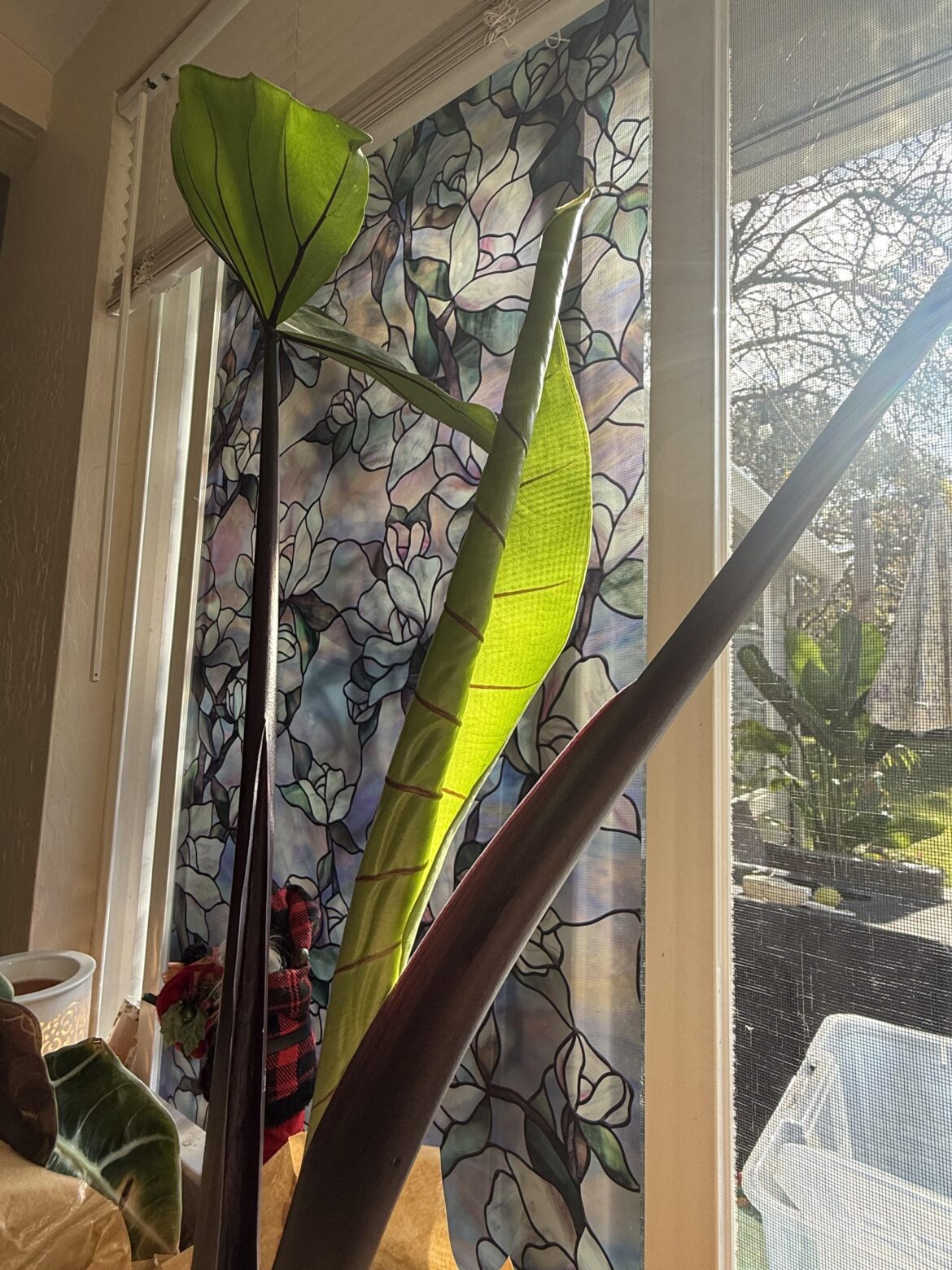 Today is a great day. Hard to beat waking up to a new leaf pop out