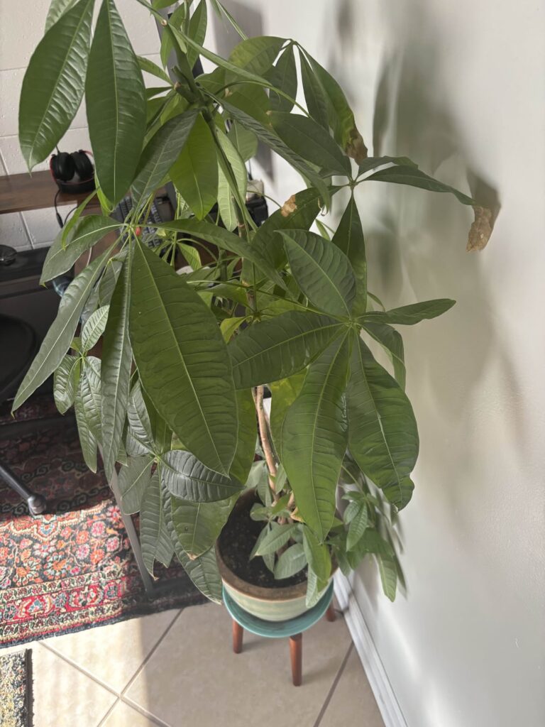 Worried about my money tree