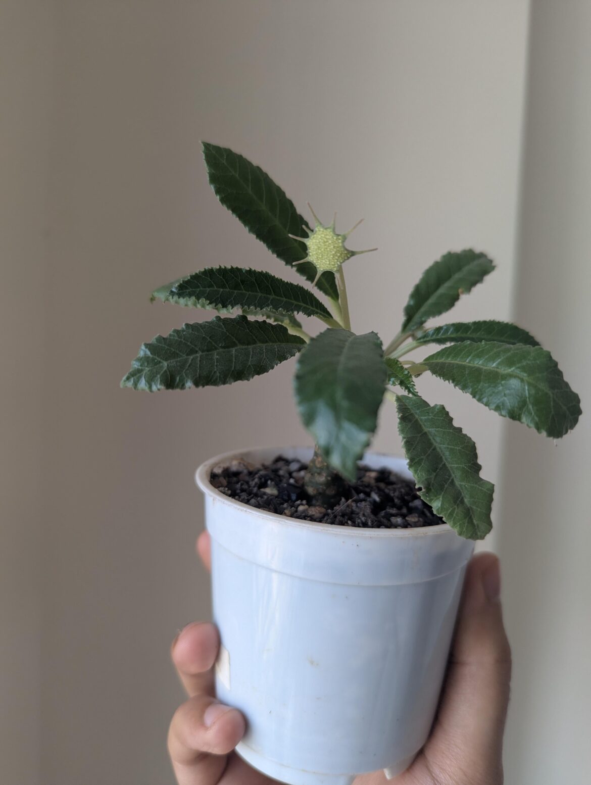 My dorstenia crispa flowered