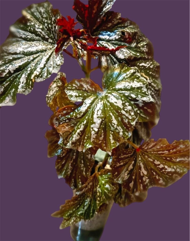 She’s Stunning! The pics are Awful