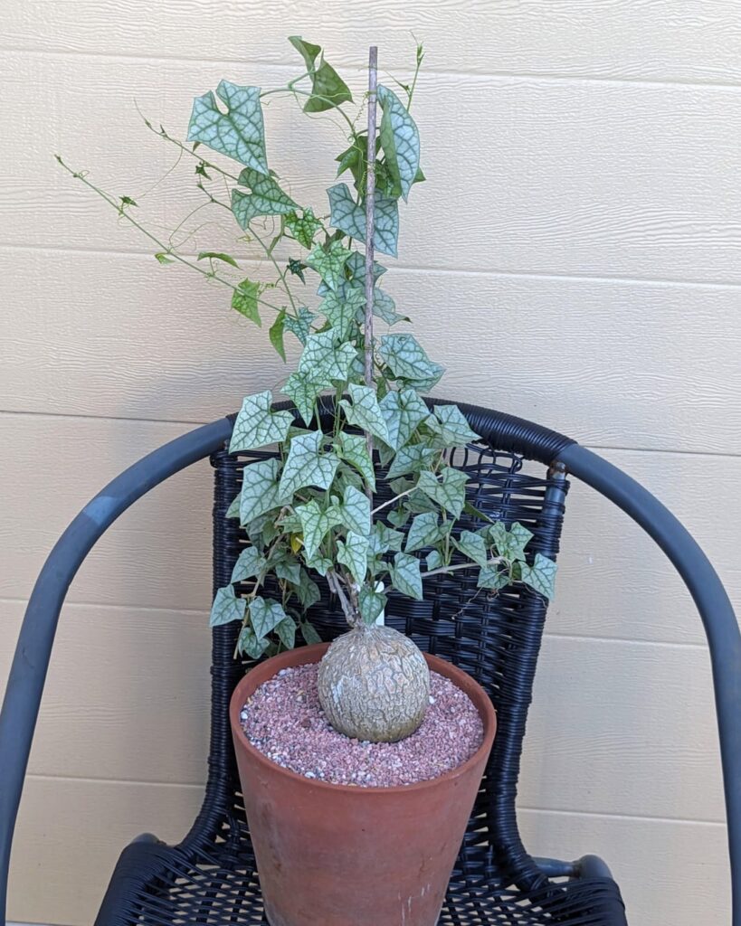 My Gerrardanthus plant