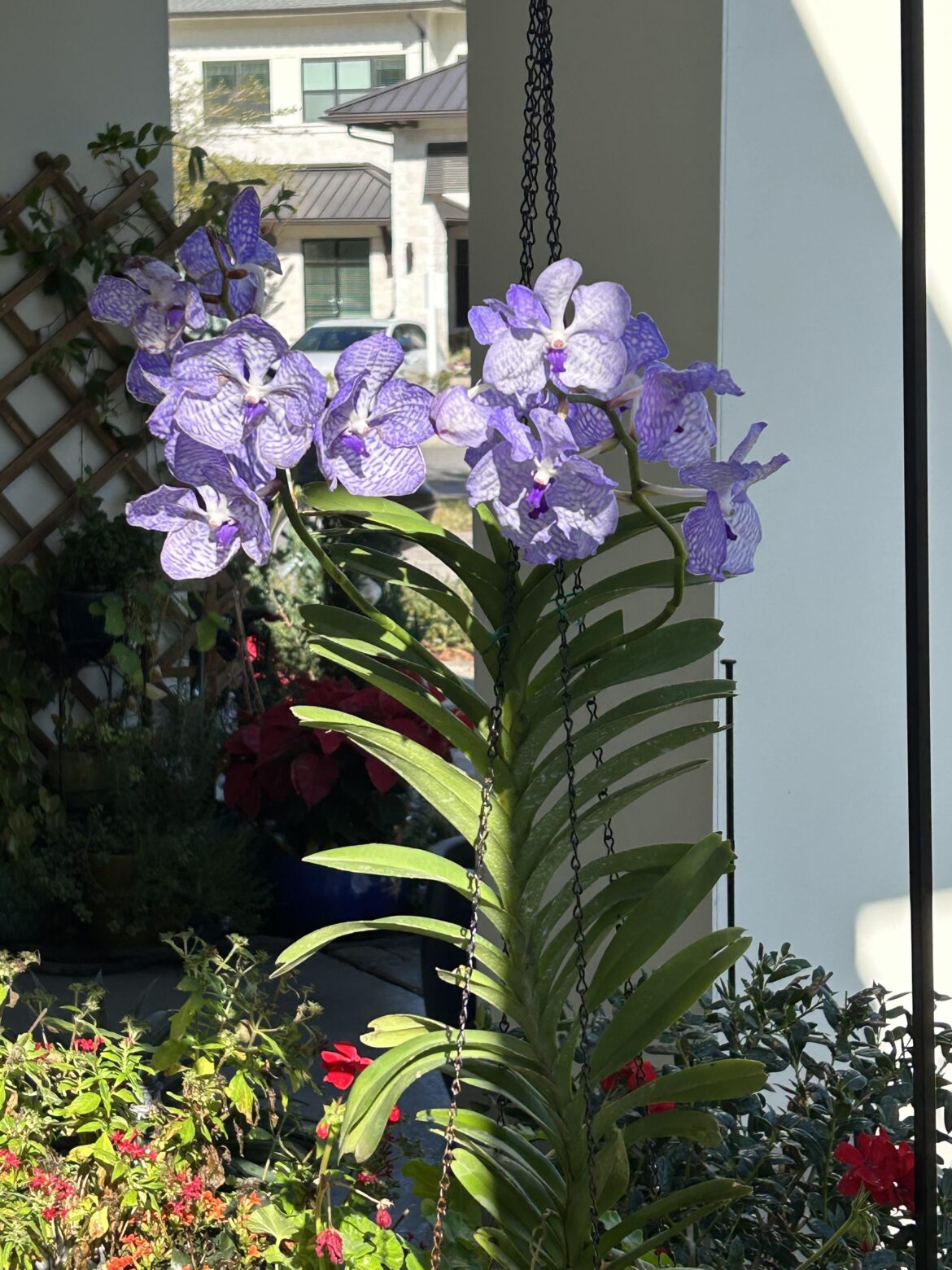 Fully open, last opportunity to show off V coerulea