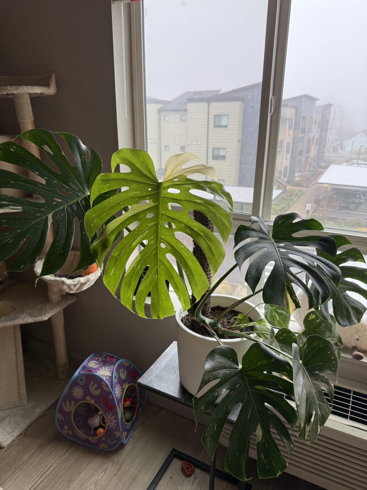 Anyone know what in the world this is?