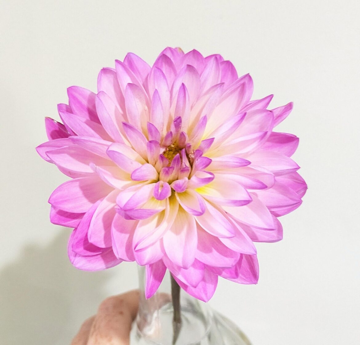 Australia's dahlia season starting