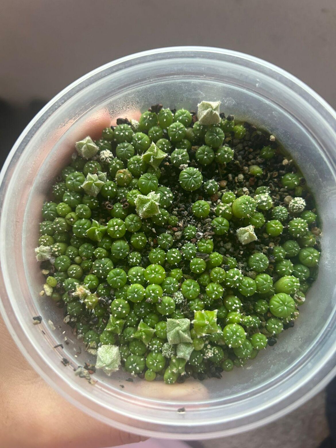 Can someone help please?