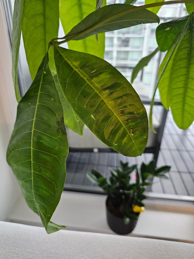 Money Tree Leaves Browning and Yellowing Money Tree Leaves Browning and Yellowing