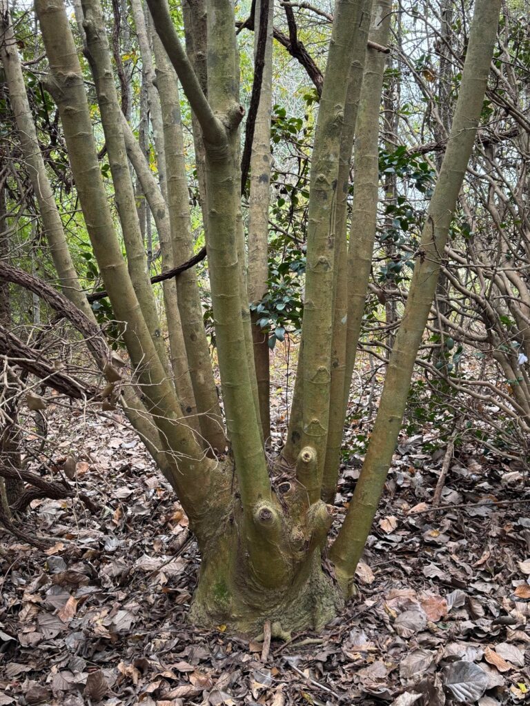 Found on an old homestead site in south Louisiana