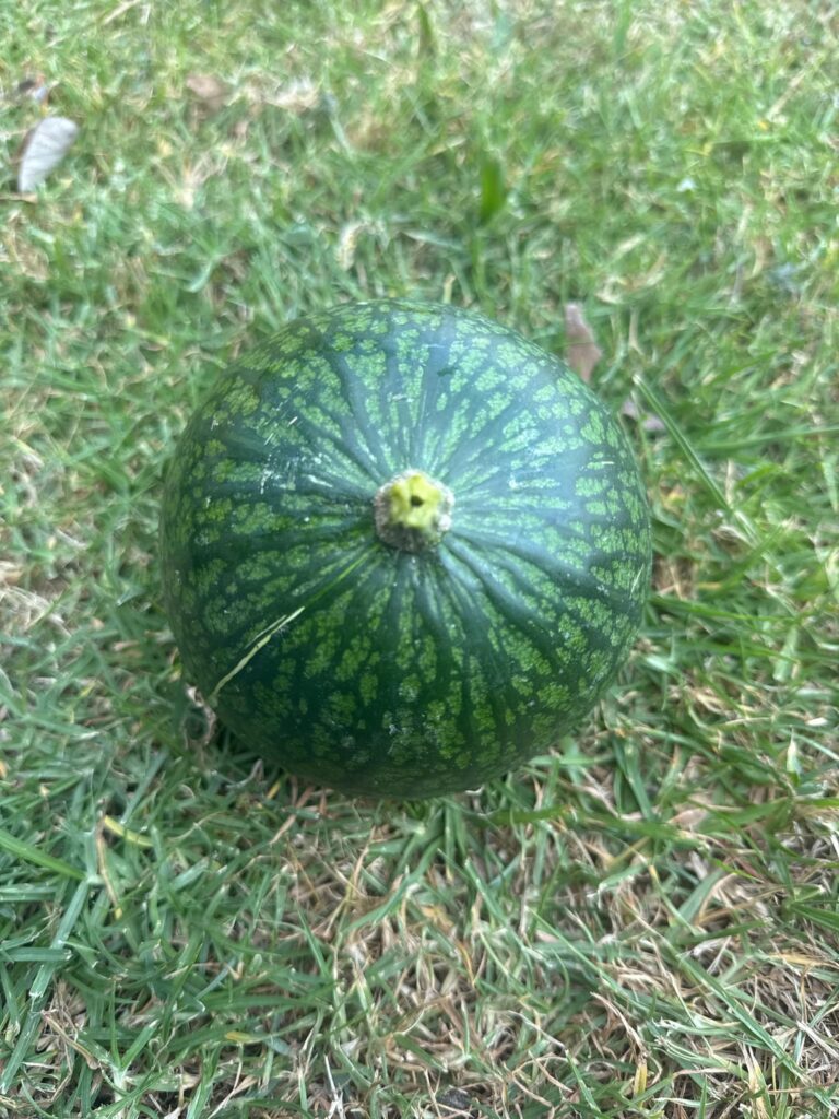 Wild pumpkin or watermelon?