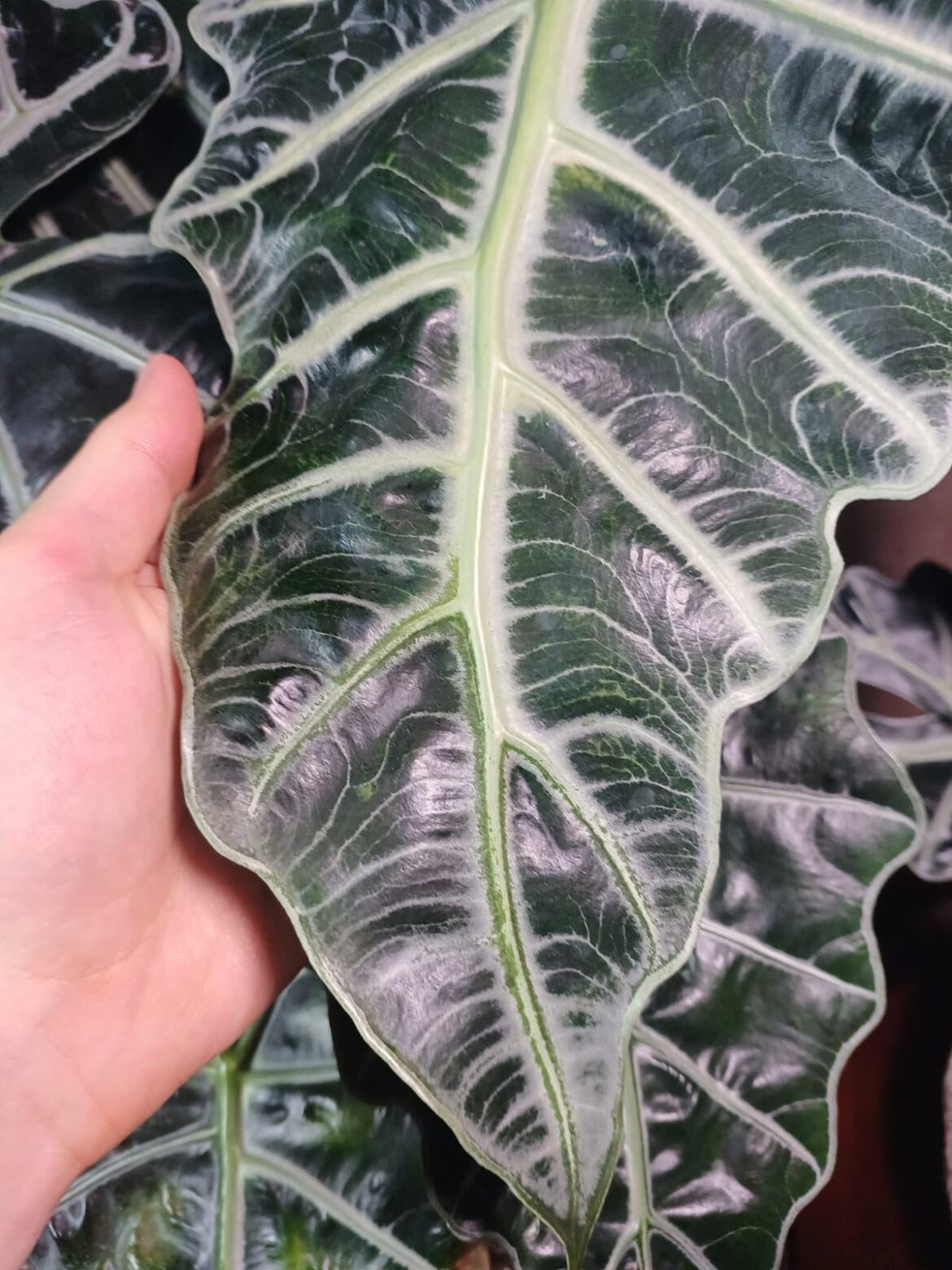 Alocasia polly veins discoloration