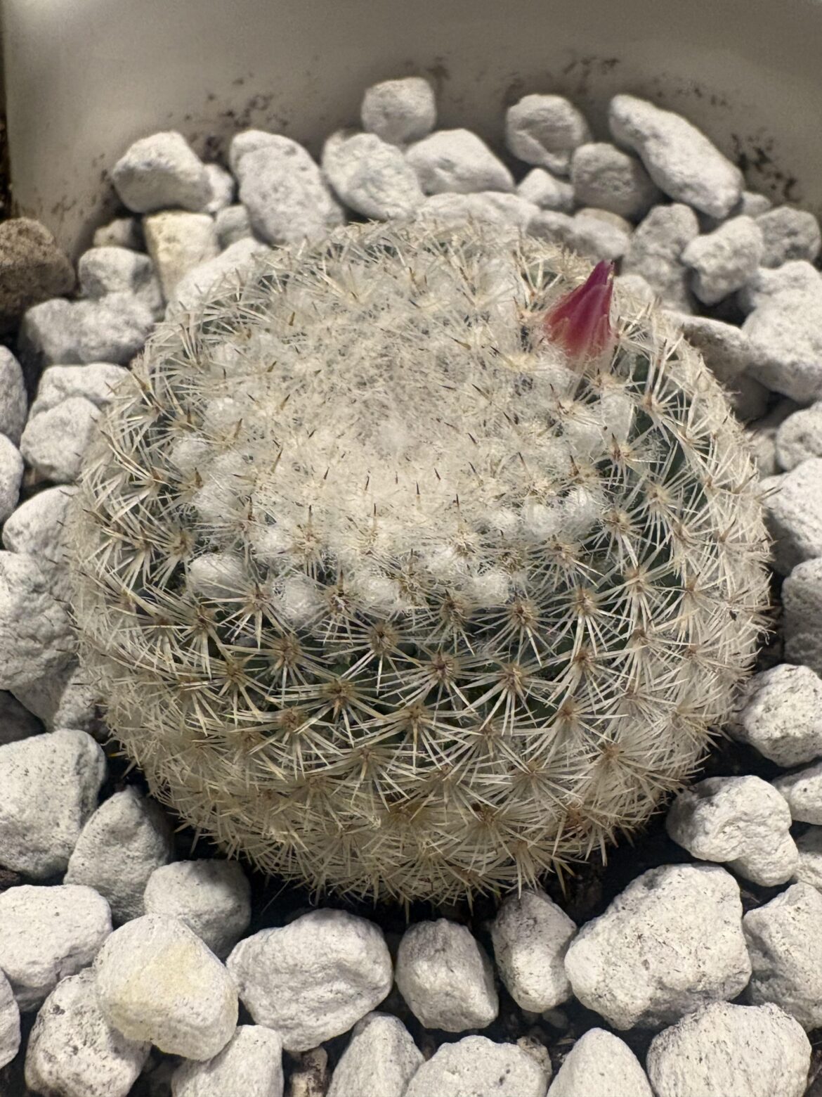 My first flower 😊