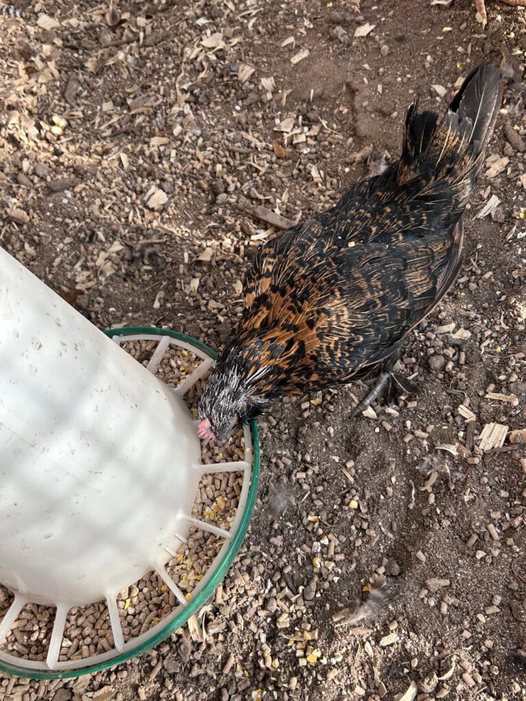 Hens head feathers look frosted since the weather got cold