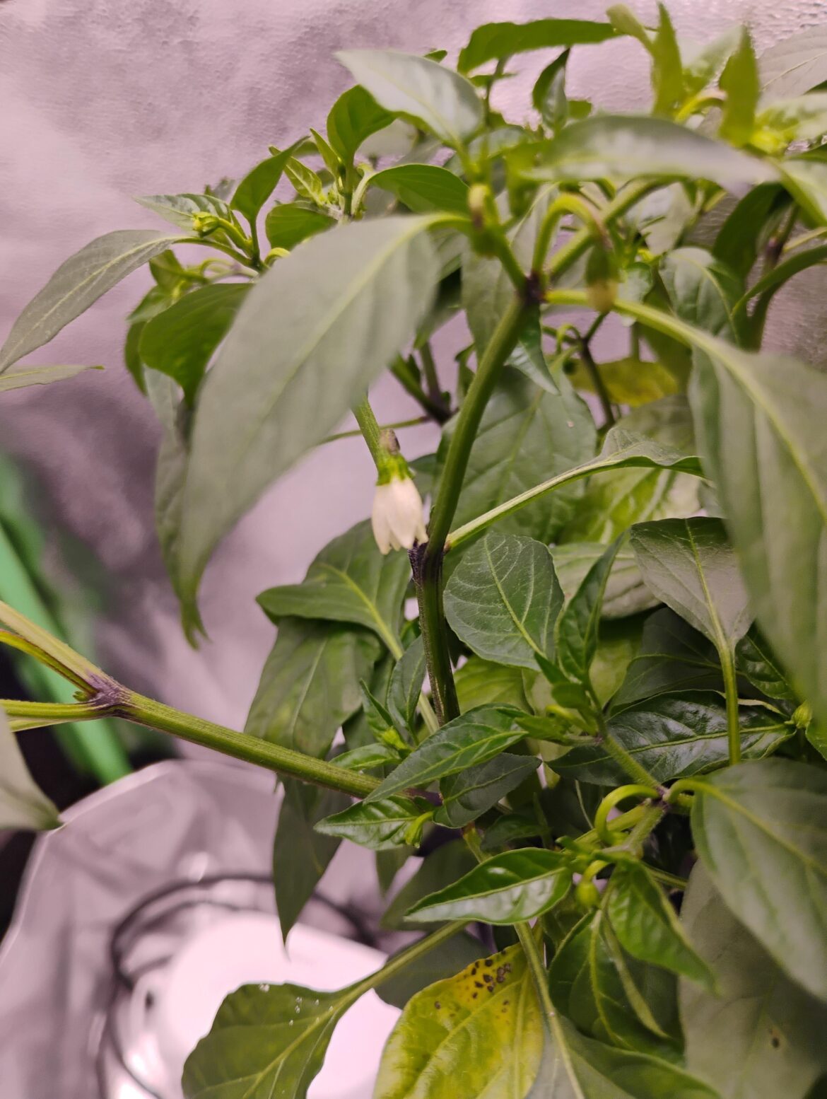 Yellow Trinidad Scorpion