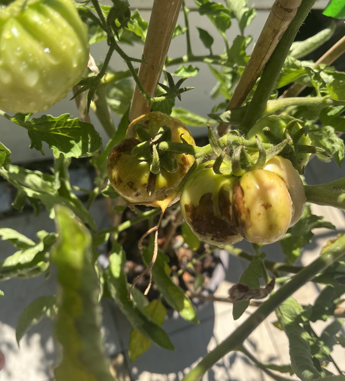 Dark surface spots on Muchamiel tomatoes