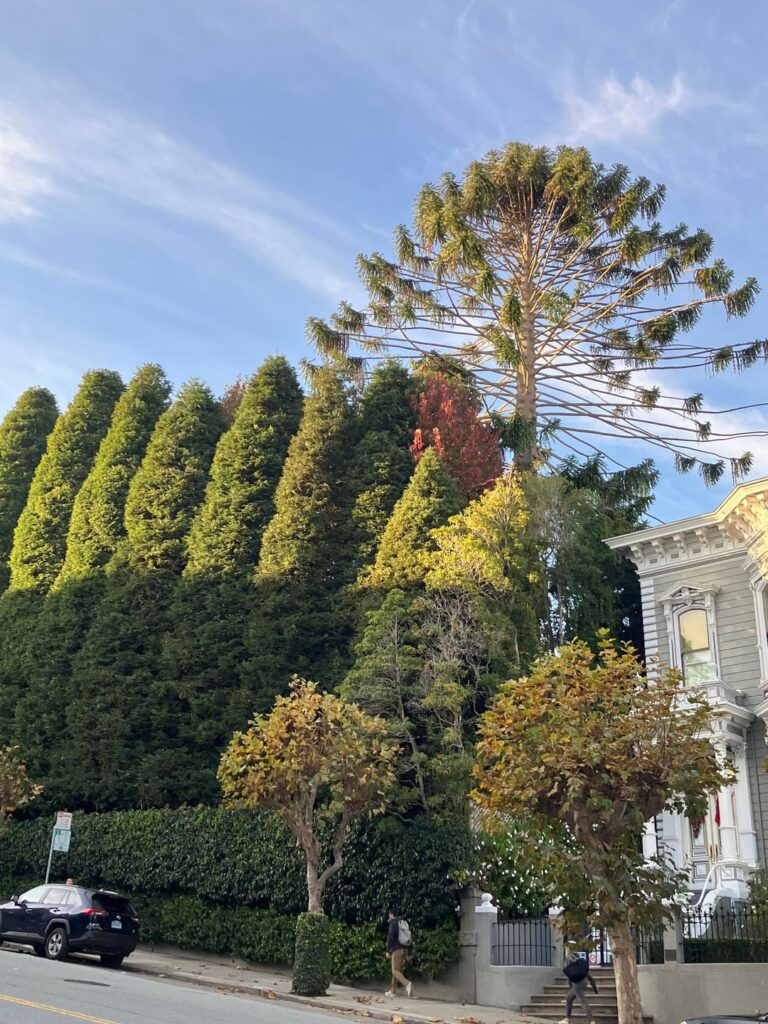 More photos  of the Bunya tree