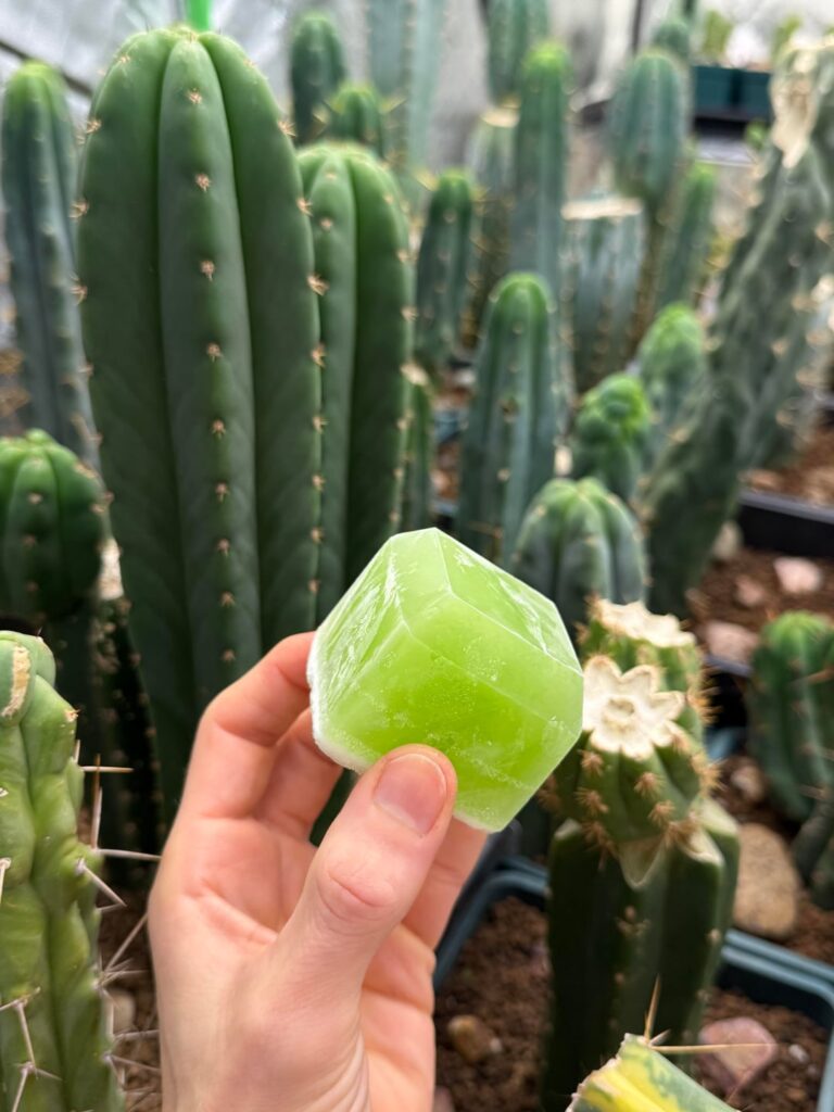 Aloe, frozen 🌿🧊