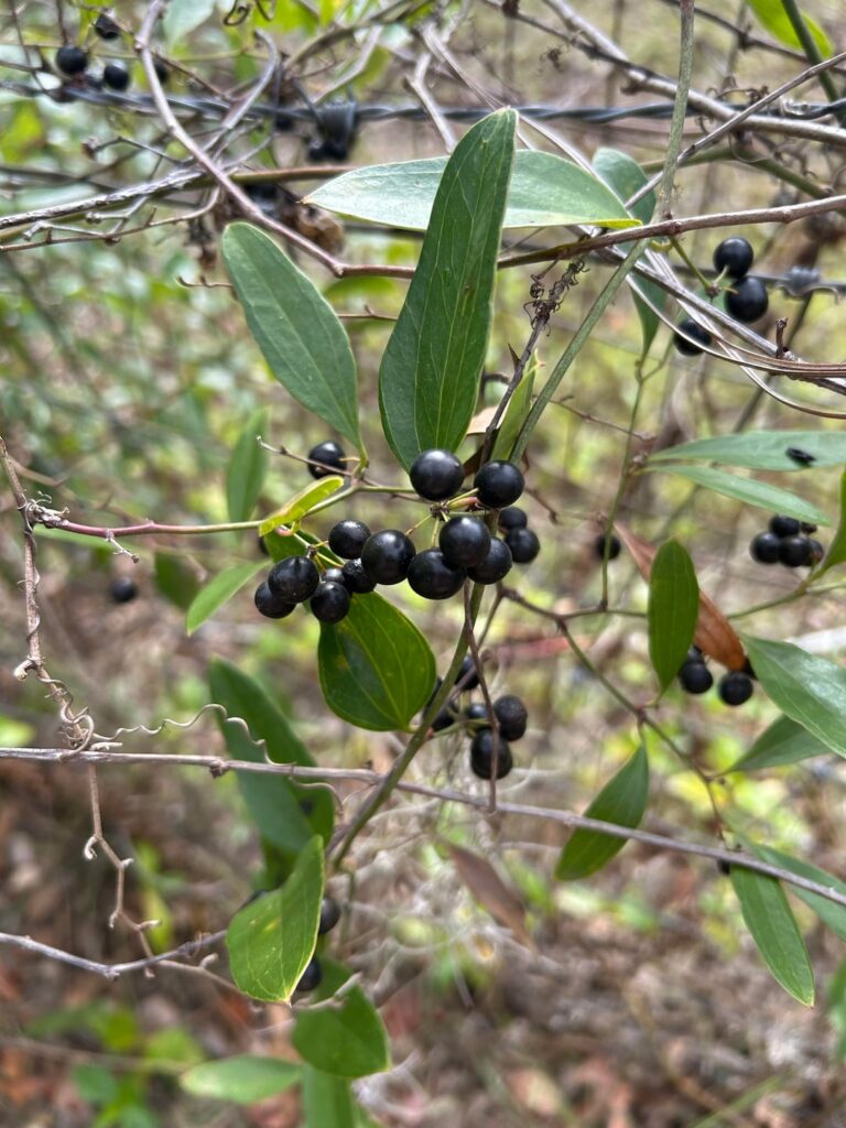 What is this (Florida)