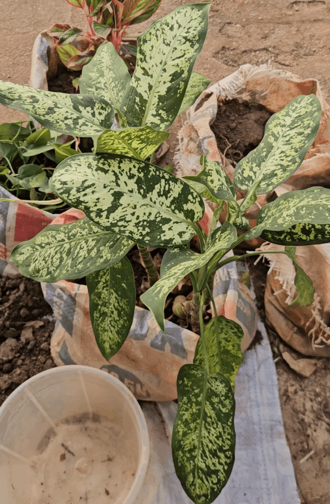 Diffenbachia or Aglaonema?