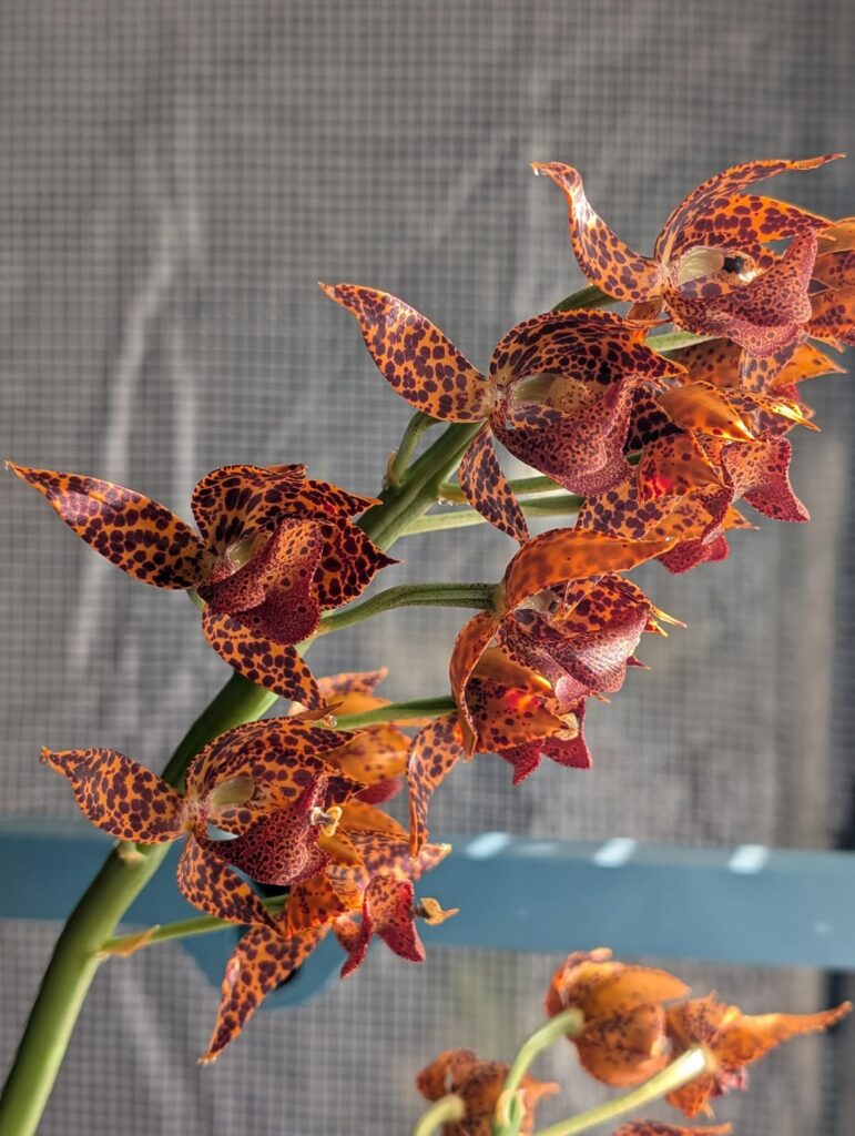 Mormodes Roehampton Flame, fiery show!