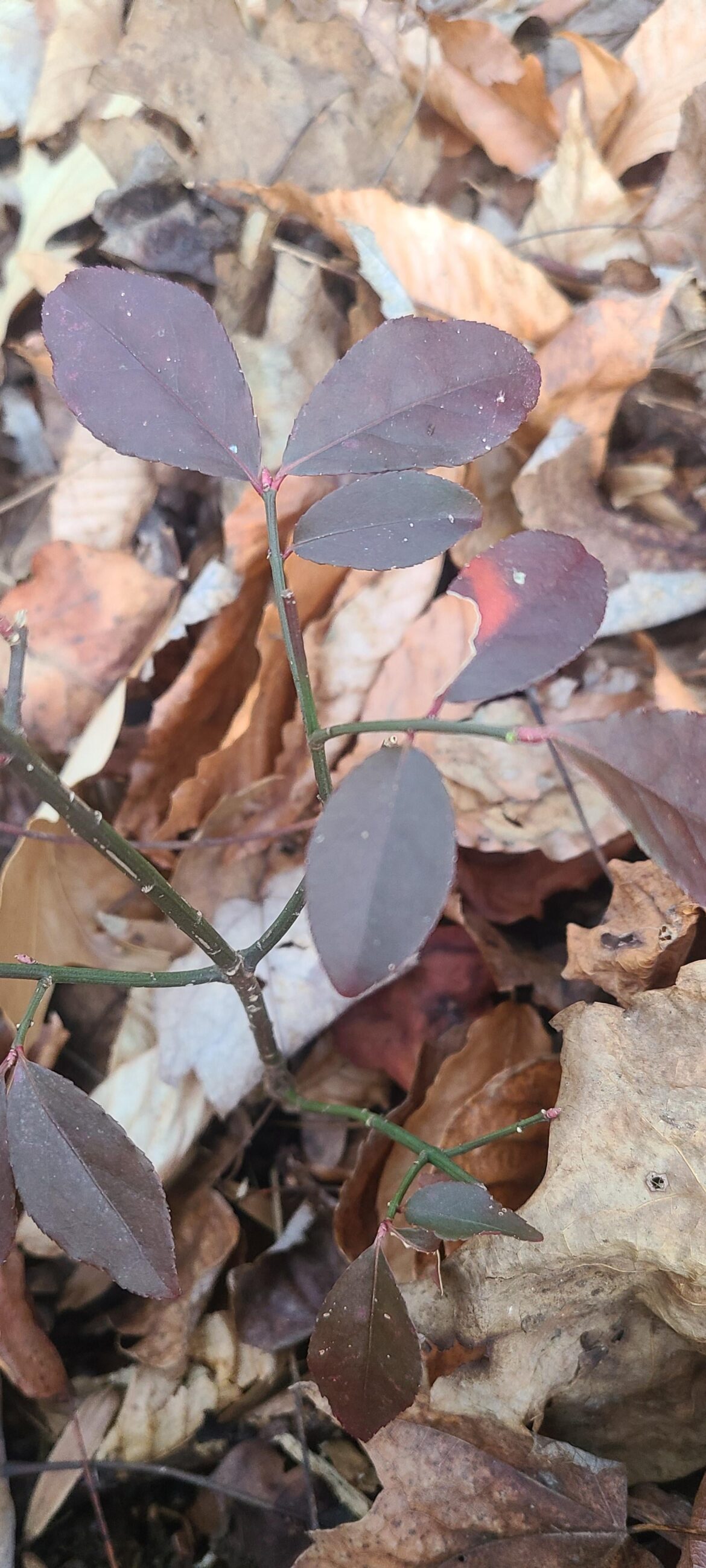 Burning bush or eastern wahoo?