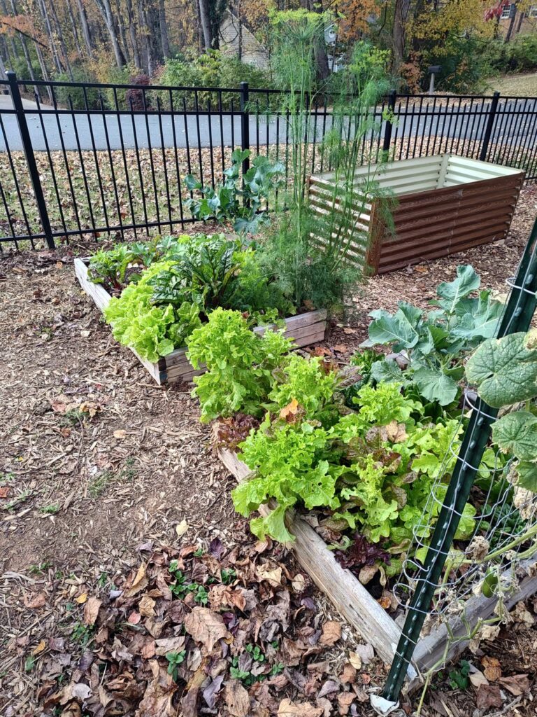 My front yard garden before it got cold, 7b
