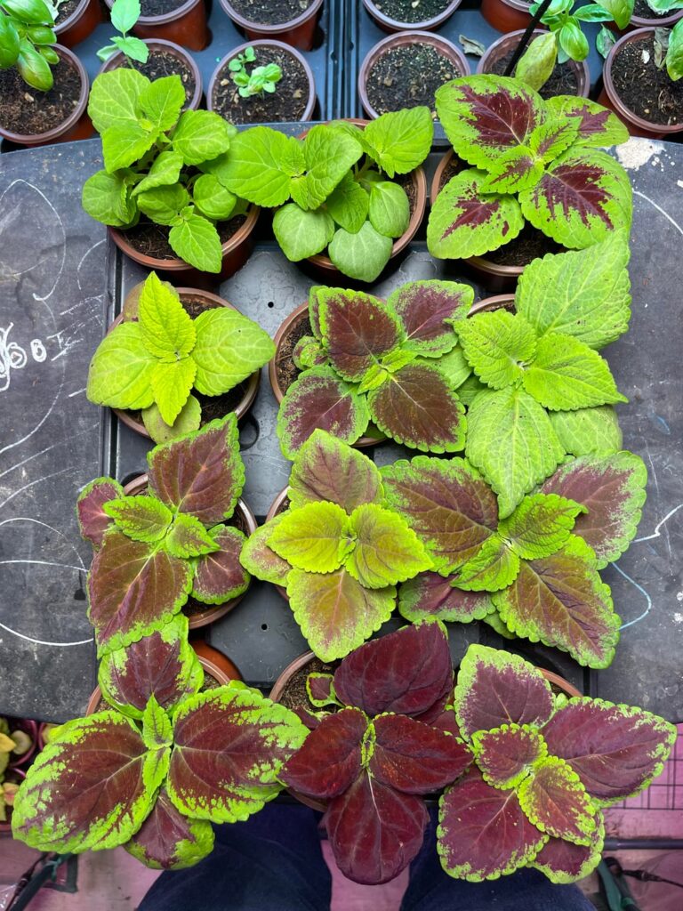Kong Coleus Varieties