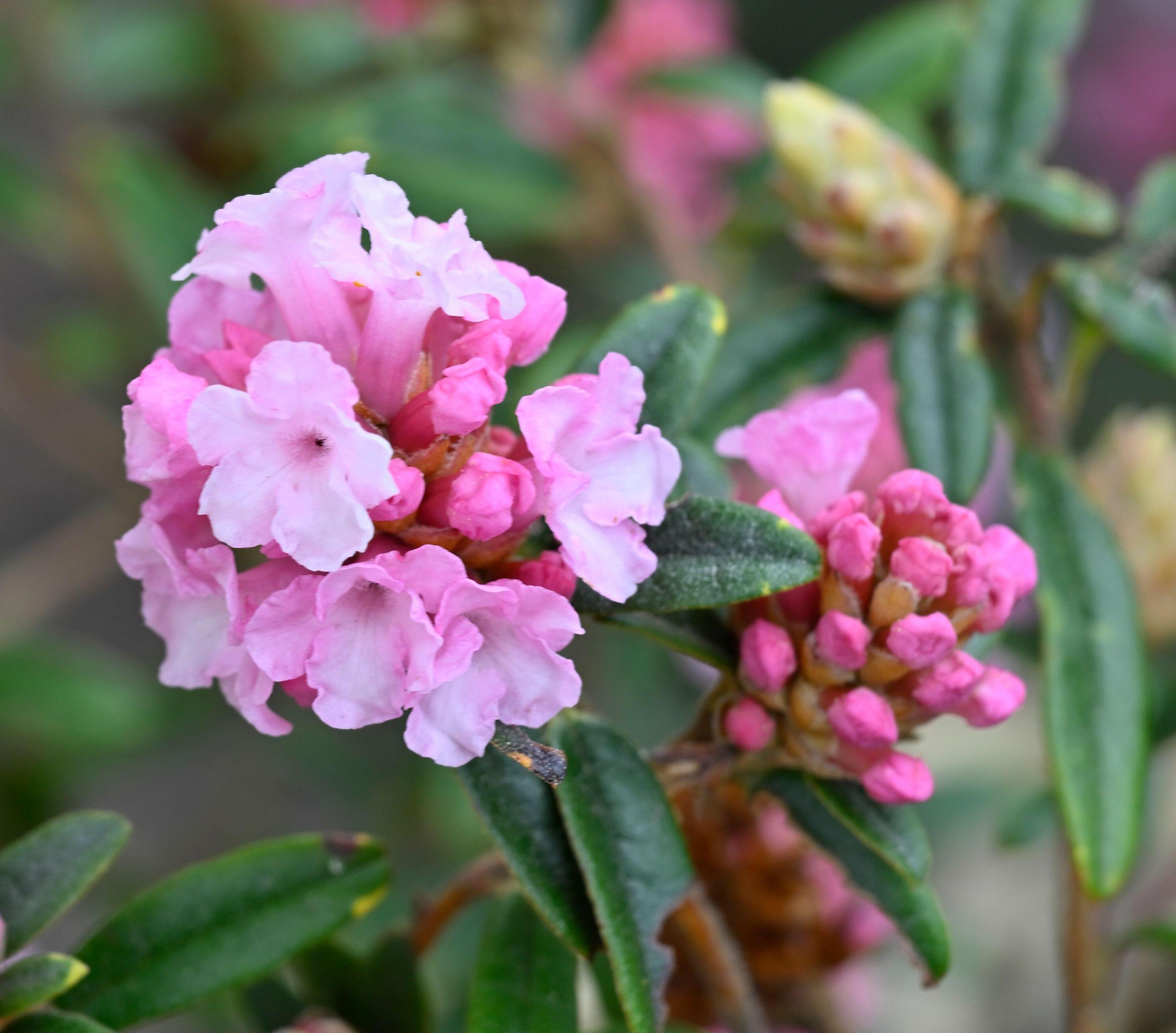 Pink spring flowers and buds of dwarf Rhododendron trichostomum.