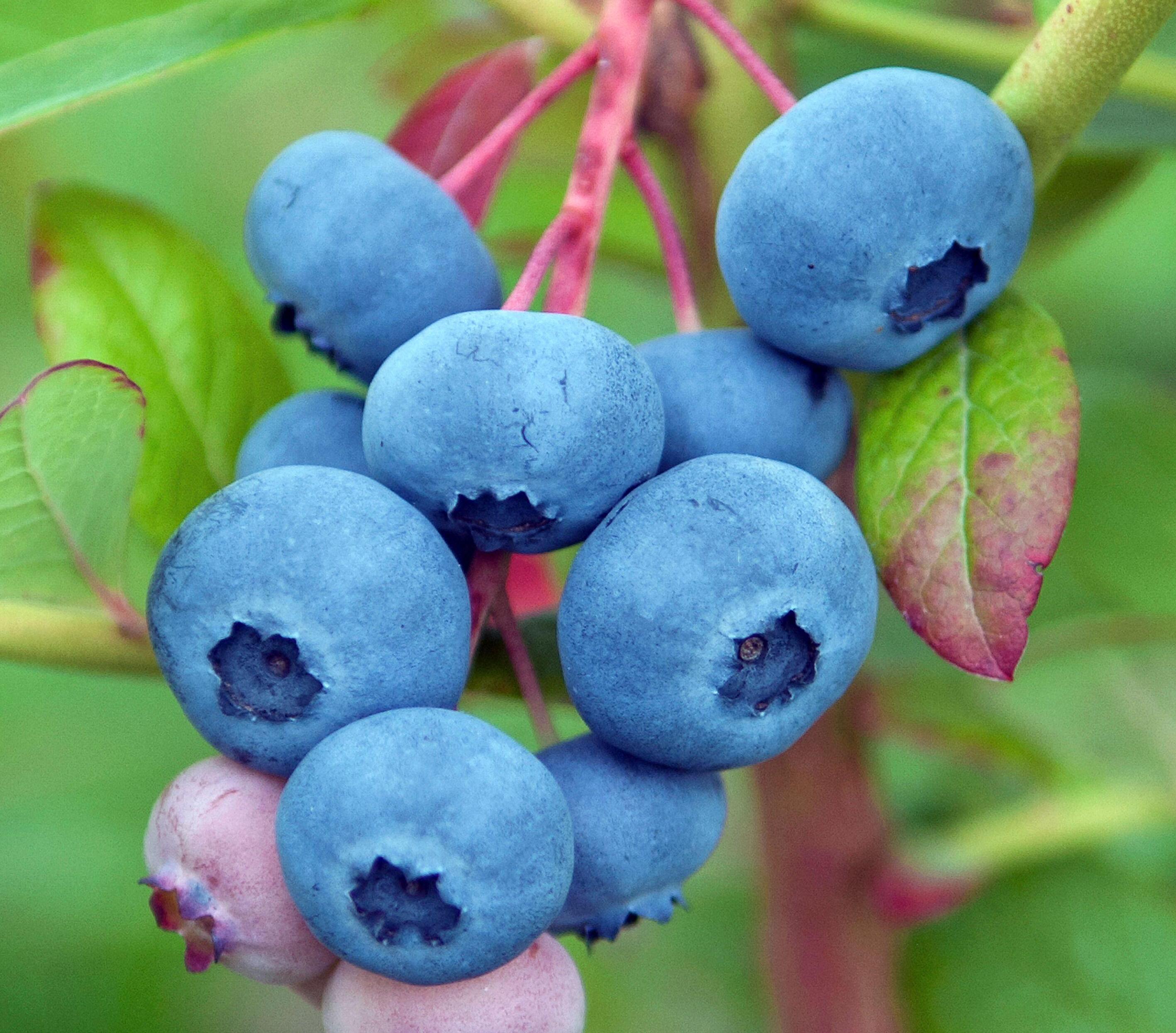Blueberries on a branch, some fully ripe and blue, others partially ripe and pinkish.