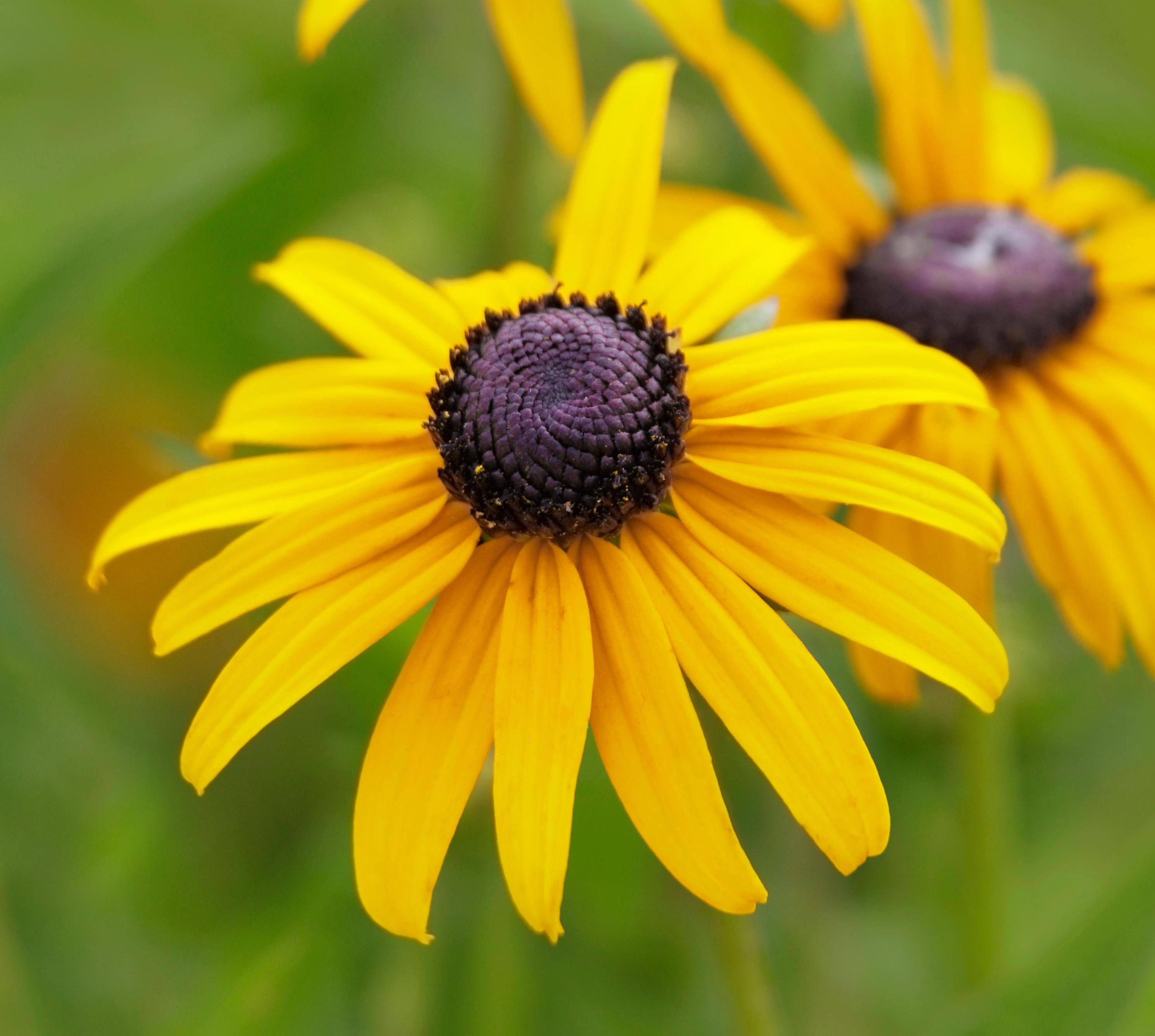 Black-eyed Susan coneflowers with yellow petals and dark centers.
