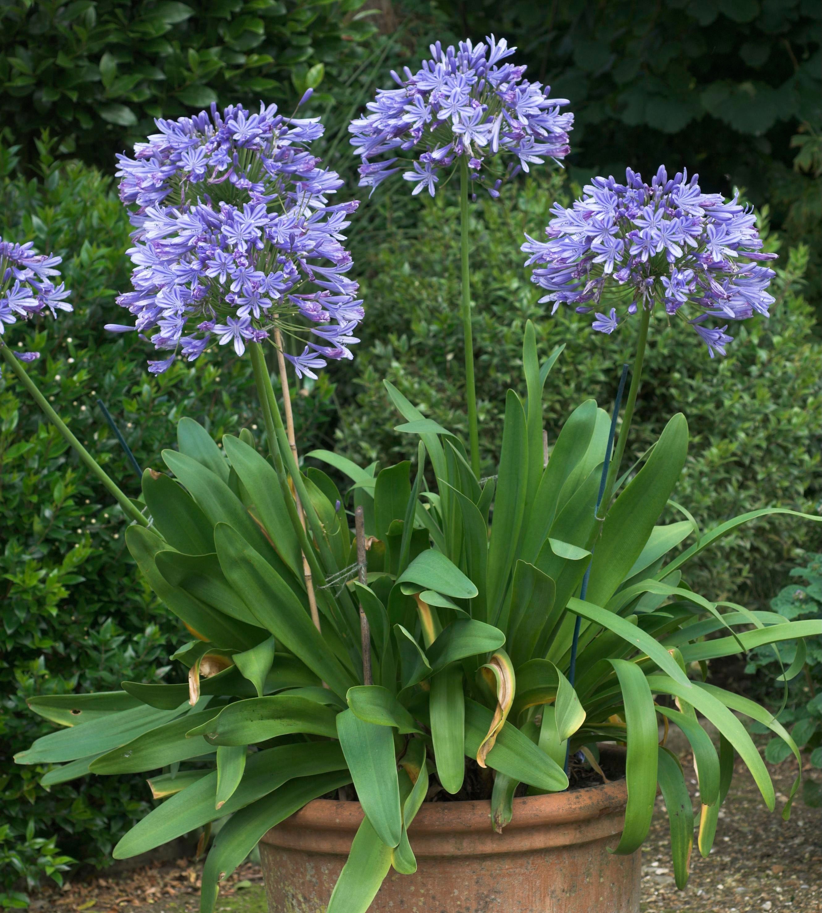 Agapanthus 'Lady Bacon' plant with purple flowers in a terracotta pot.