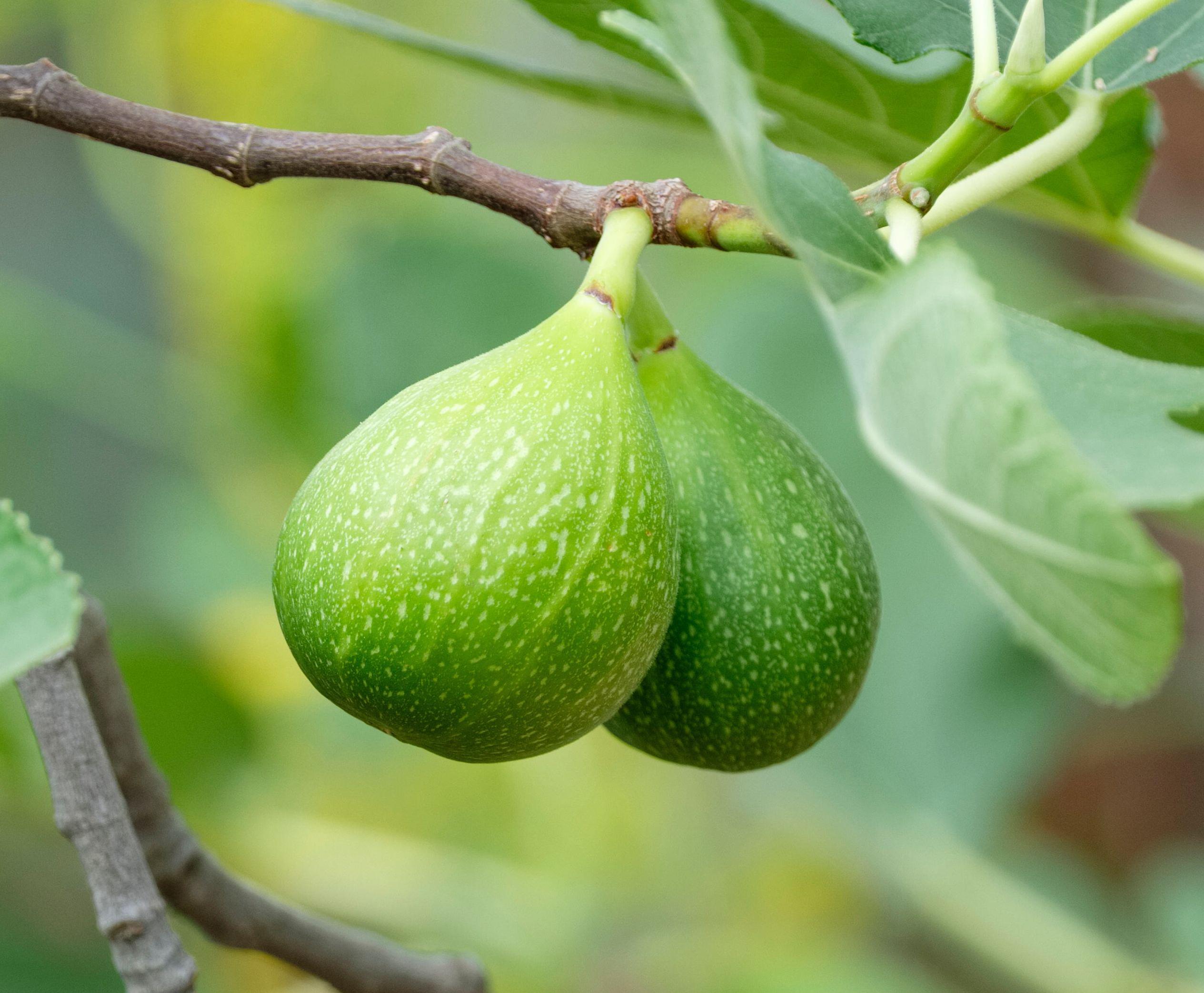 Developing green figs on a fig tree.