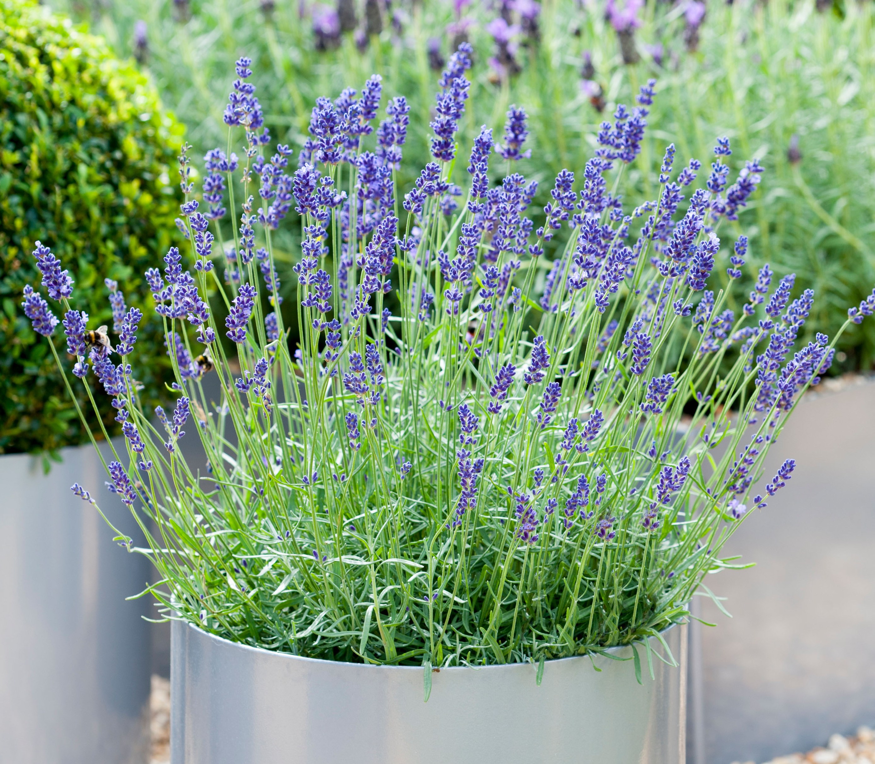 Lavandula angustifolia 'Hidcote' lavender in a metal planter.