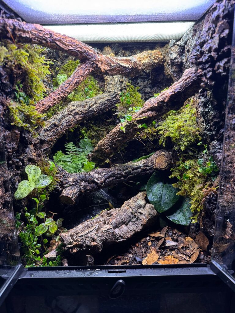 12x12x18 Vivarium