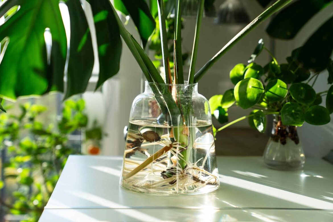 8 Indoor Plants You Can Easily Propagate This Winter (Plus 5 to Skip) 8 Indoor Plants You Can Easily Propagate This Winter (Plus 5 to Skip)