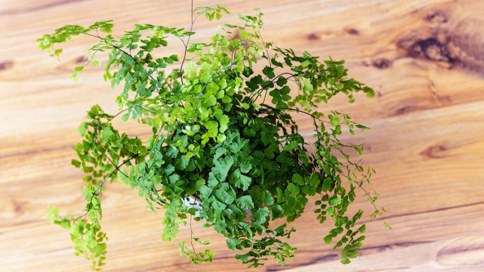 Adiantum capillus-veneris, southern maidenhair fern, black fern and venus fern top view on pine tree