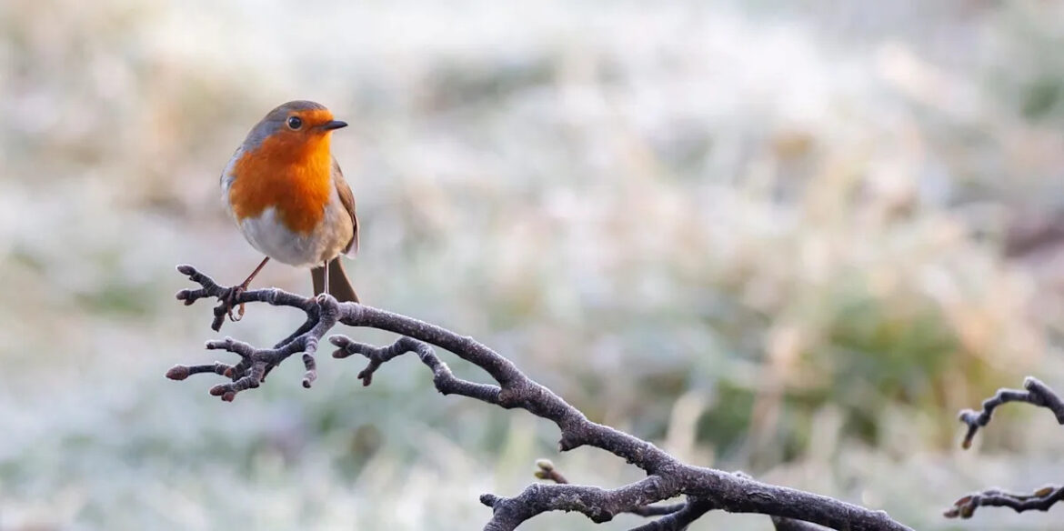 This 5-minute garden task will bring robins to your garden each morning this winter This 5-minute garden task will bring robins to your garden each morning this winter