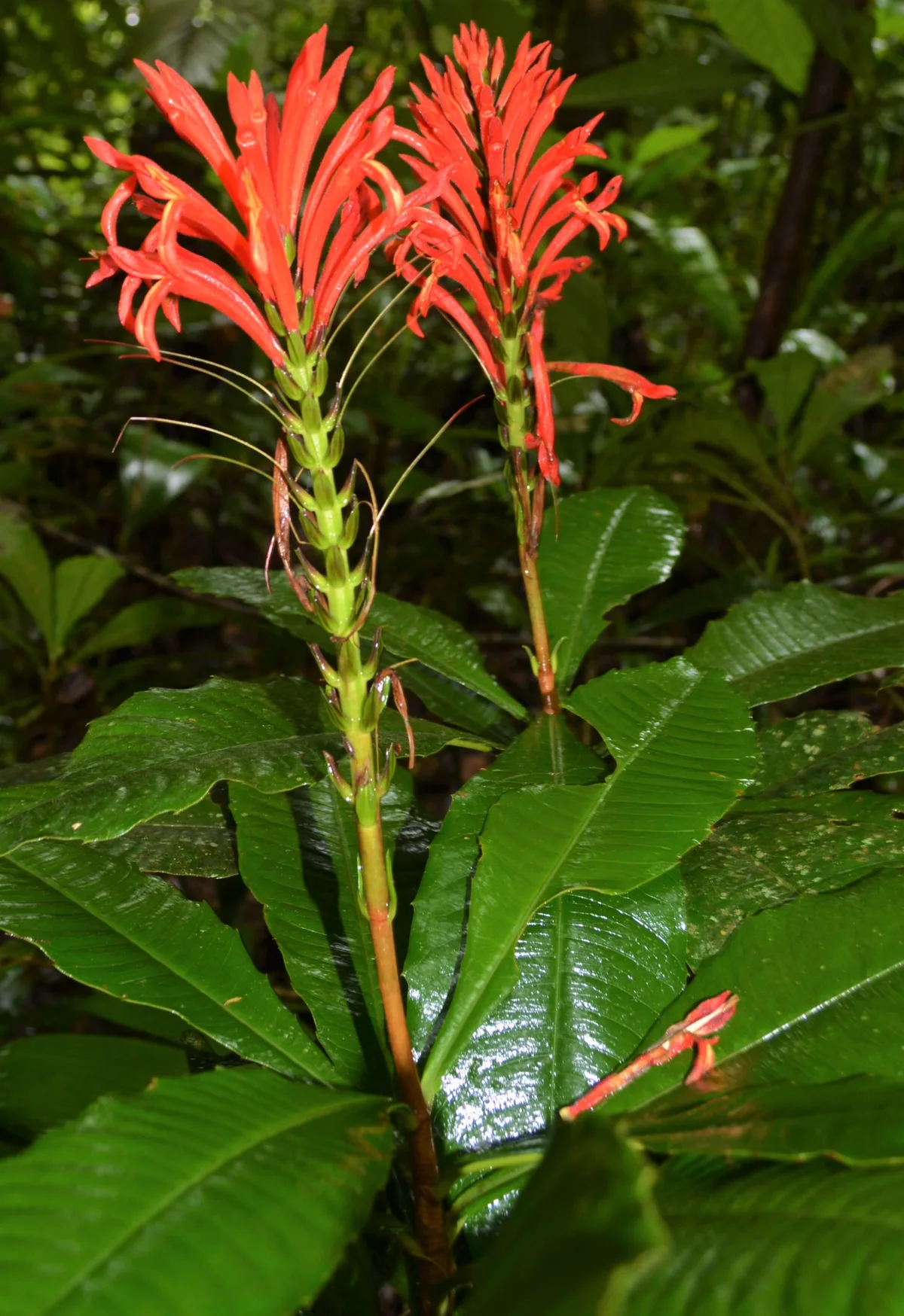 03. Aphelandra calcifer - CREDIT - Rodolfo Vasquez (01)