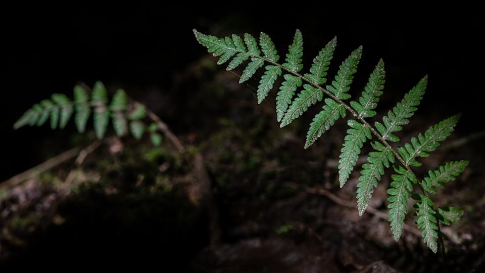 Southern lady fern (Athyrium asplenioides)