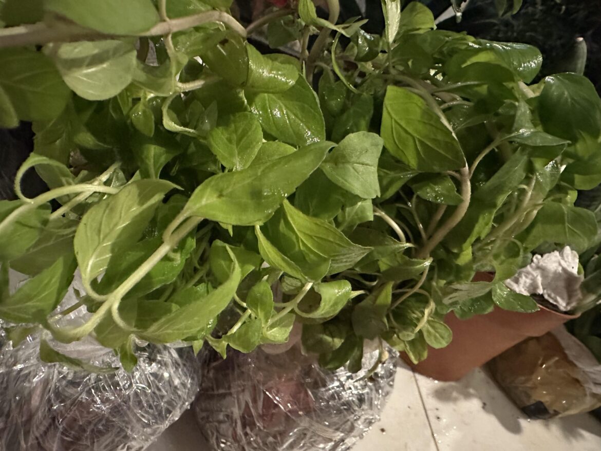Is this spearmint?