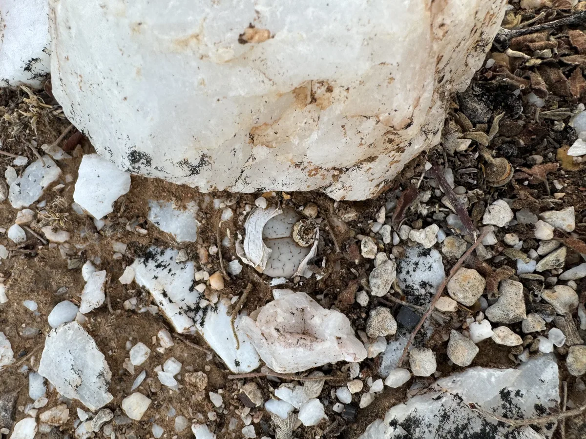 Lithops gracilidelineata subsp. mopane
