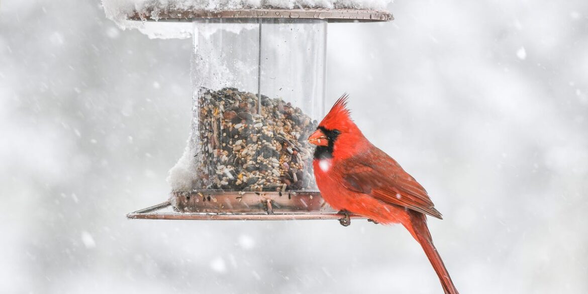 7 Foods That Help Backyard Birds Survive Winter, According to Experts 7 Foods That Help Backyard Birds Survive Winter, According to Experts
