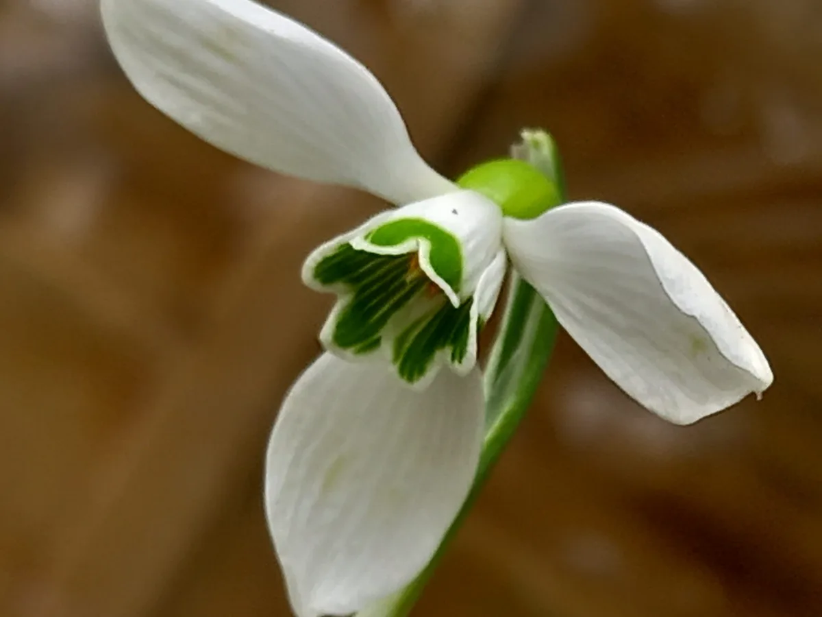 05. Galanthus subalpinus 02 - CREDIT - Ian McEnery