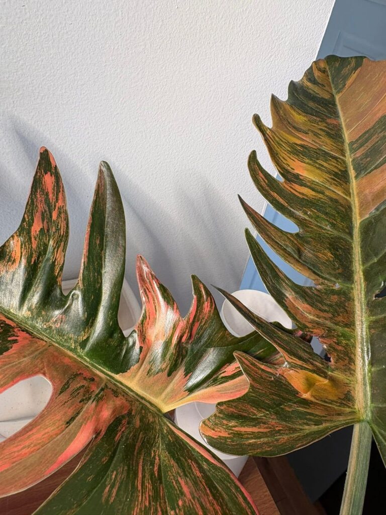 My caramel marble leaves